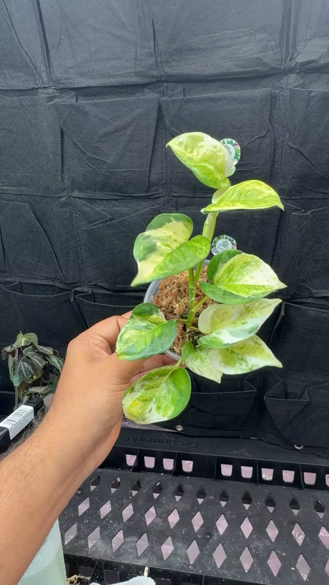 Japanese global pothos thumbnail
