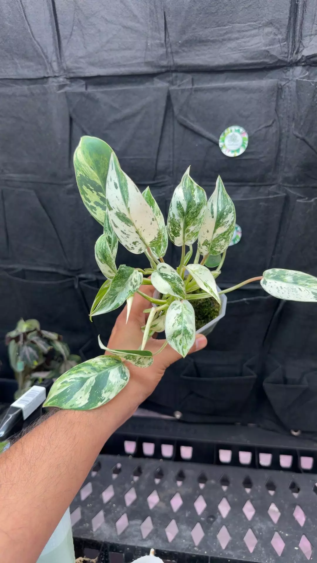 philodendron emerald king var thumbnail