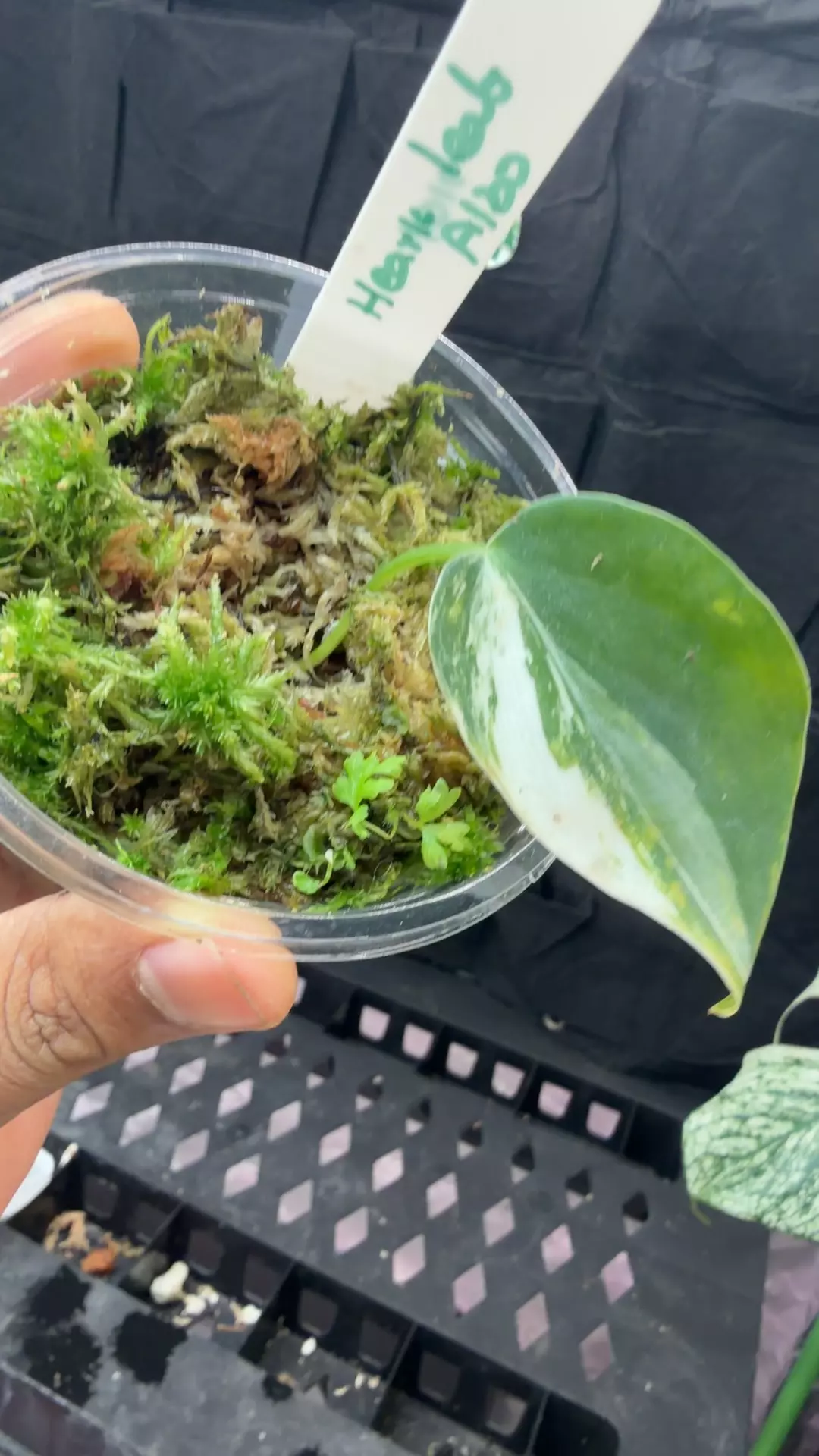 heart leaf Albo route mid butt one node thumbnail