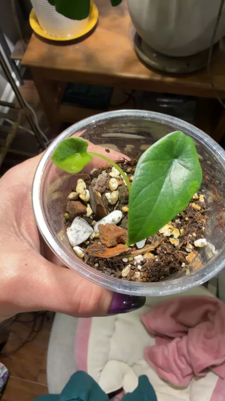 Scalprum Aurea thumbnail