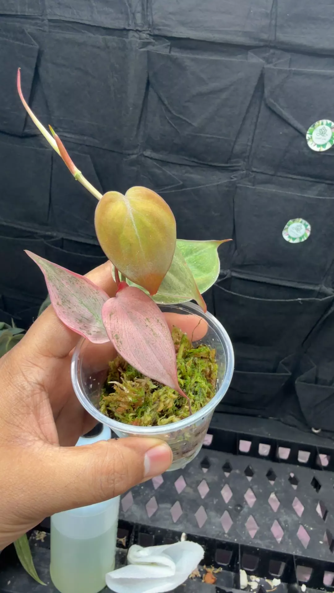 philodendron pink mint galaxy micans variegated 1184 thumbnail