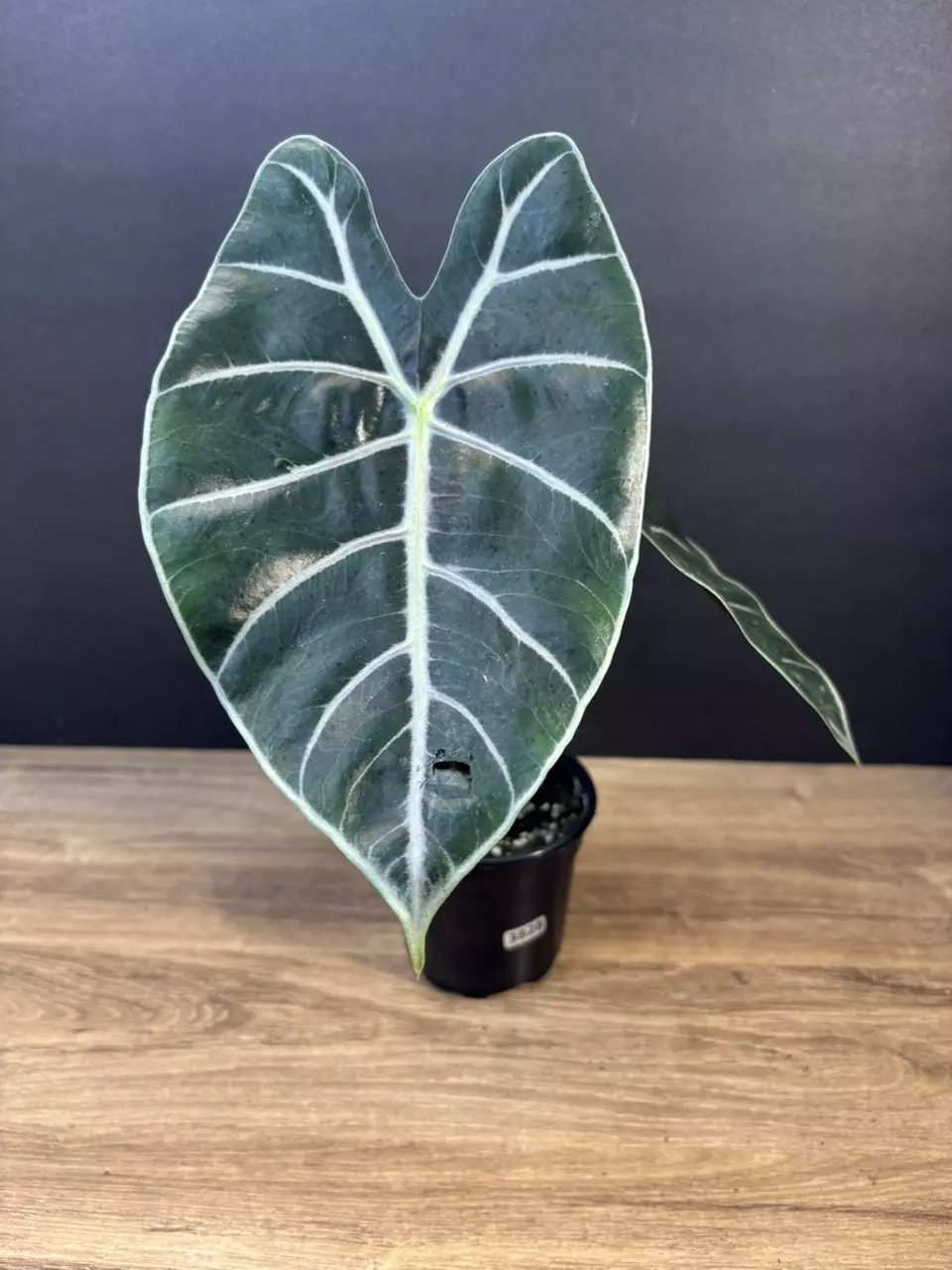 Alocasia Longiloba 'Purple Vein 4” 3828 thumbnail