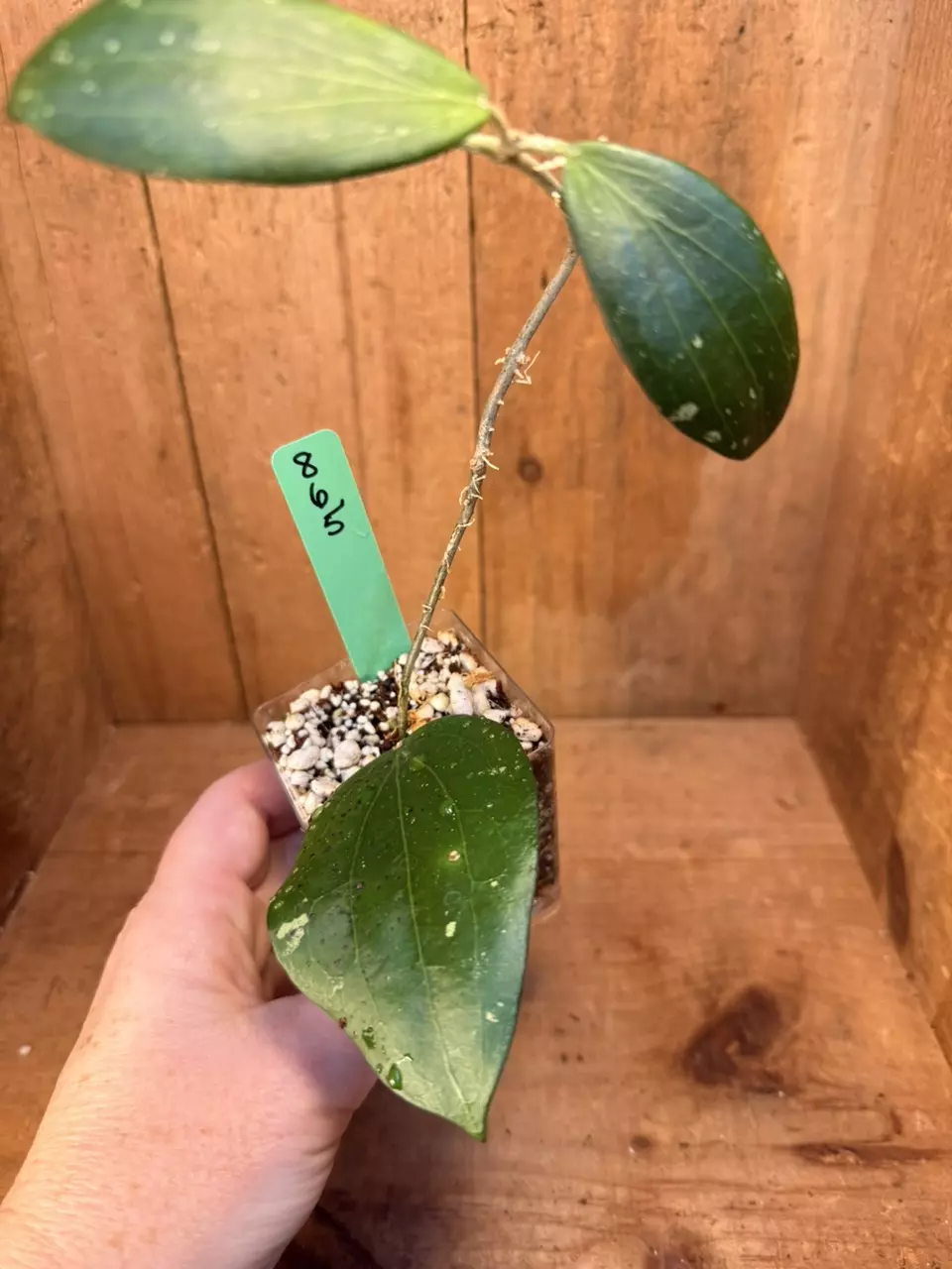 865 Hoya ‘Annakey’ (erythrina x nicholsoniae) thumbnail