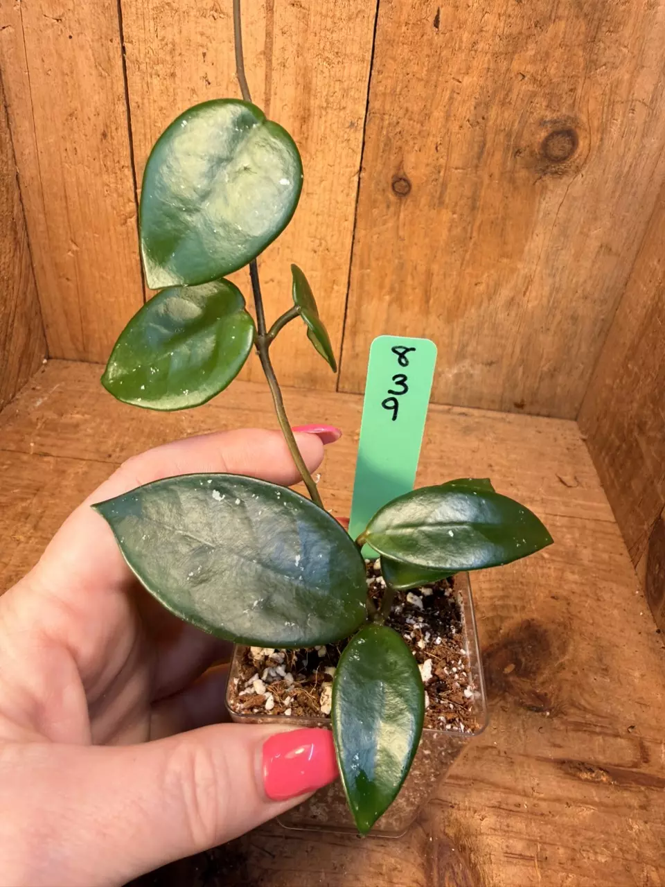 839 Hoya RHM ‘Ligia’ thumbnail