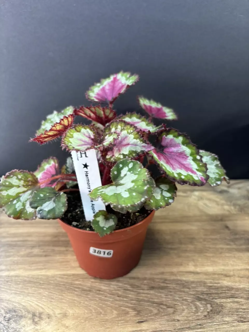 Begonia Love Apple 4” 3816 thumbnail
