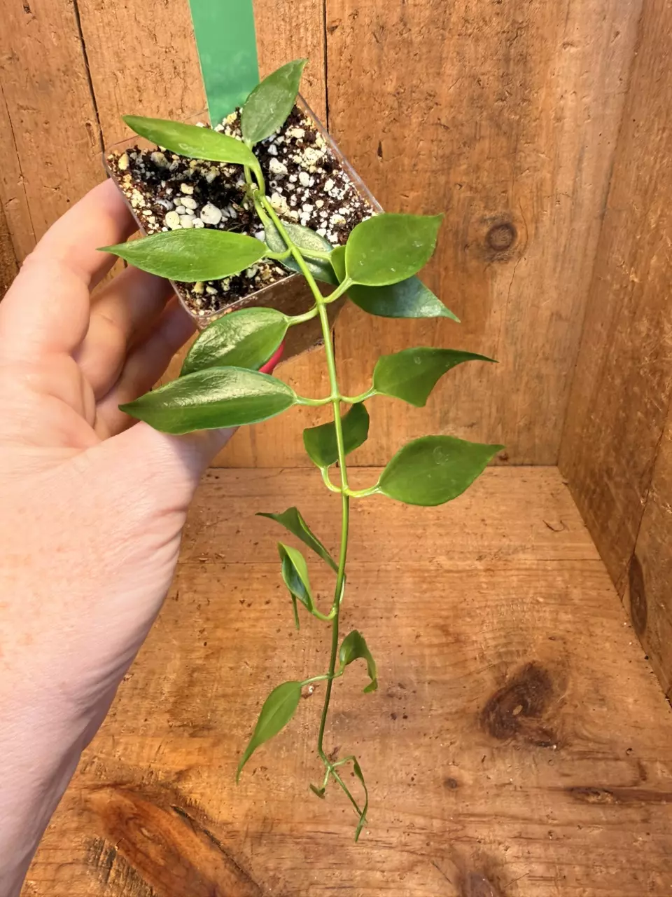 Dischidia ‘Blue Flowers’ thumbnail