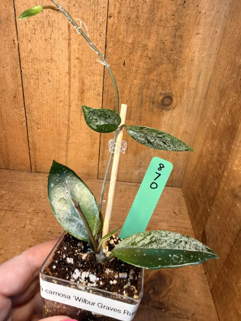 870 Hoya ‘Wilbur Graves Russia’ thumbnail