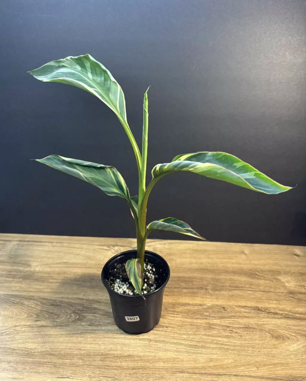 Musa Nono Pink Variegated Banana 4” 3807 thumbnail