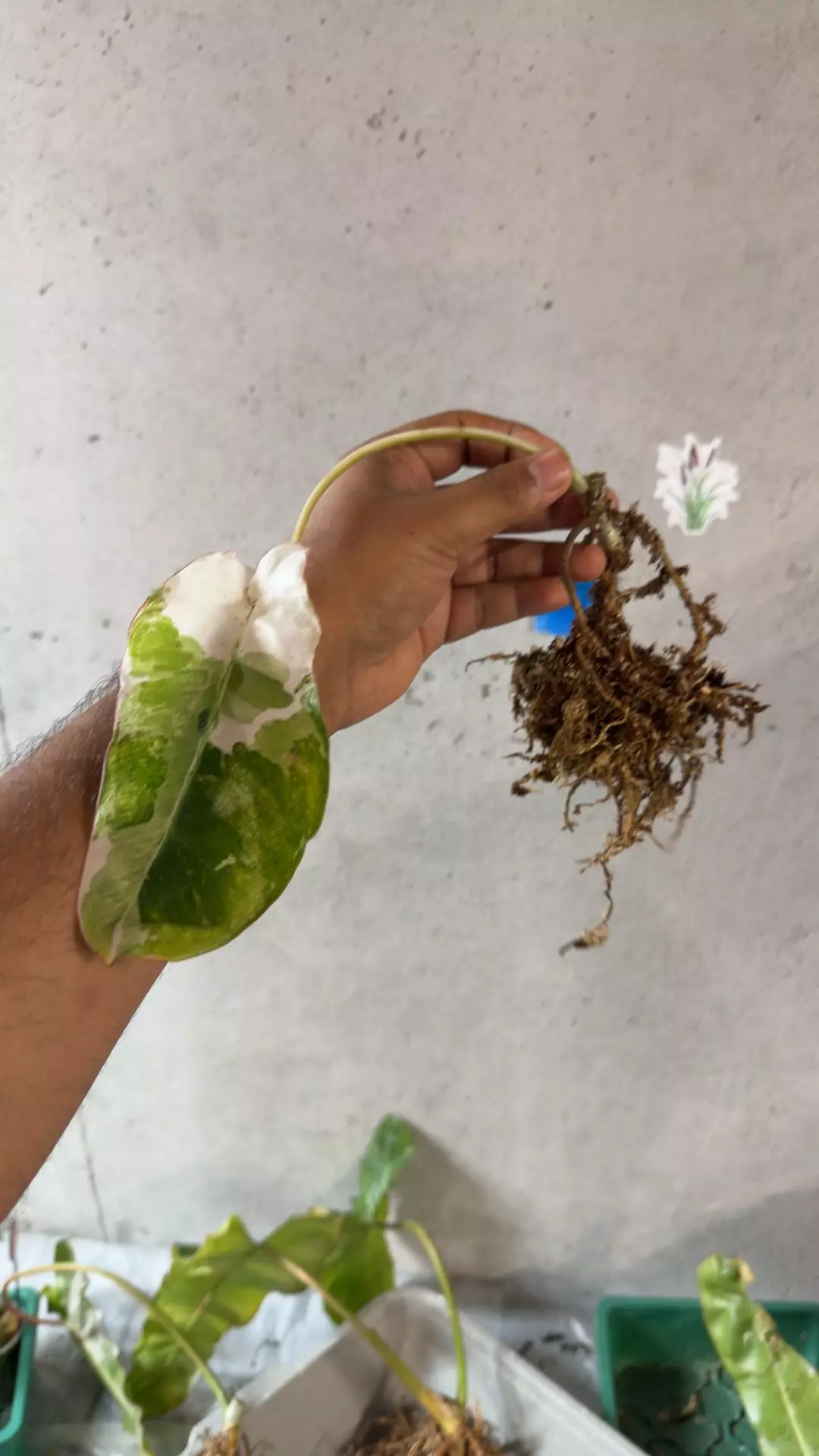 Philodendron Paraiso Verde albo rooted fresh cut thumbnail