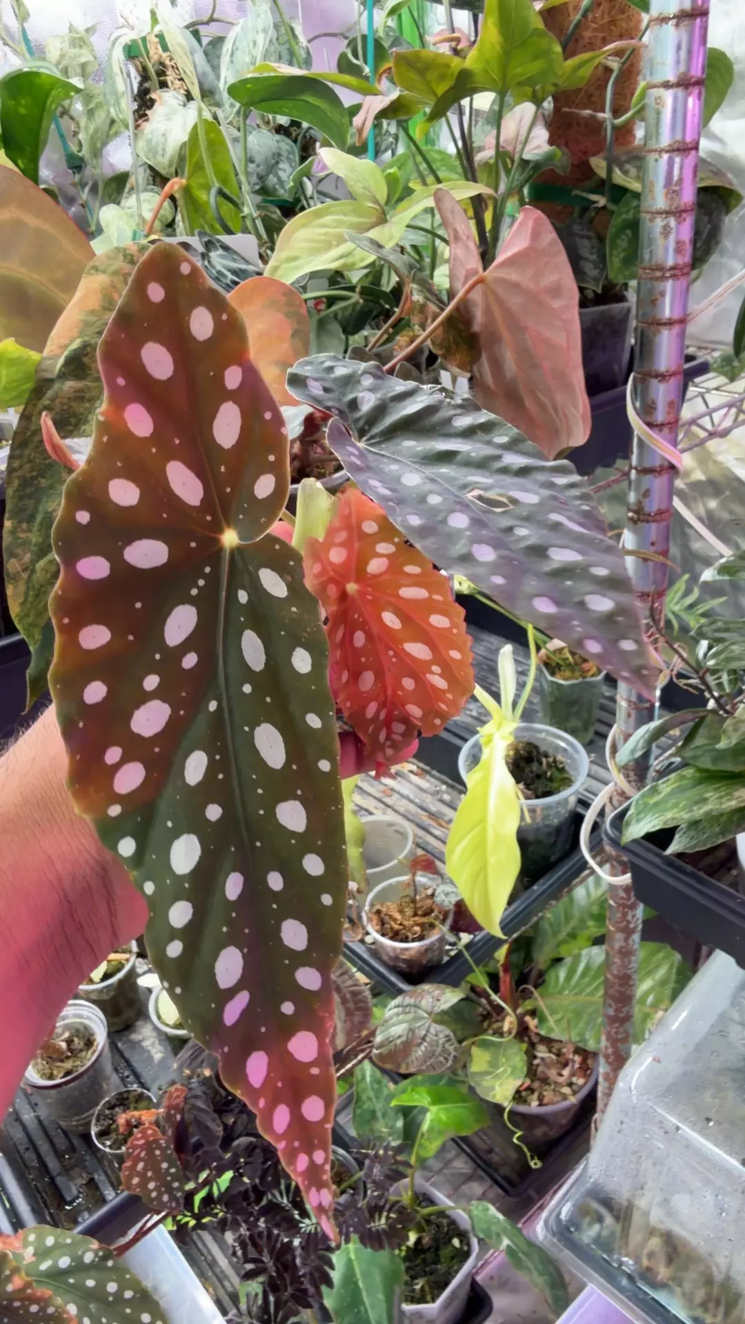 begonia reverted maculata thumbnail