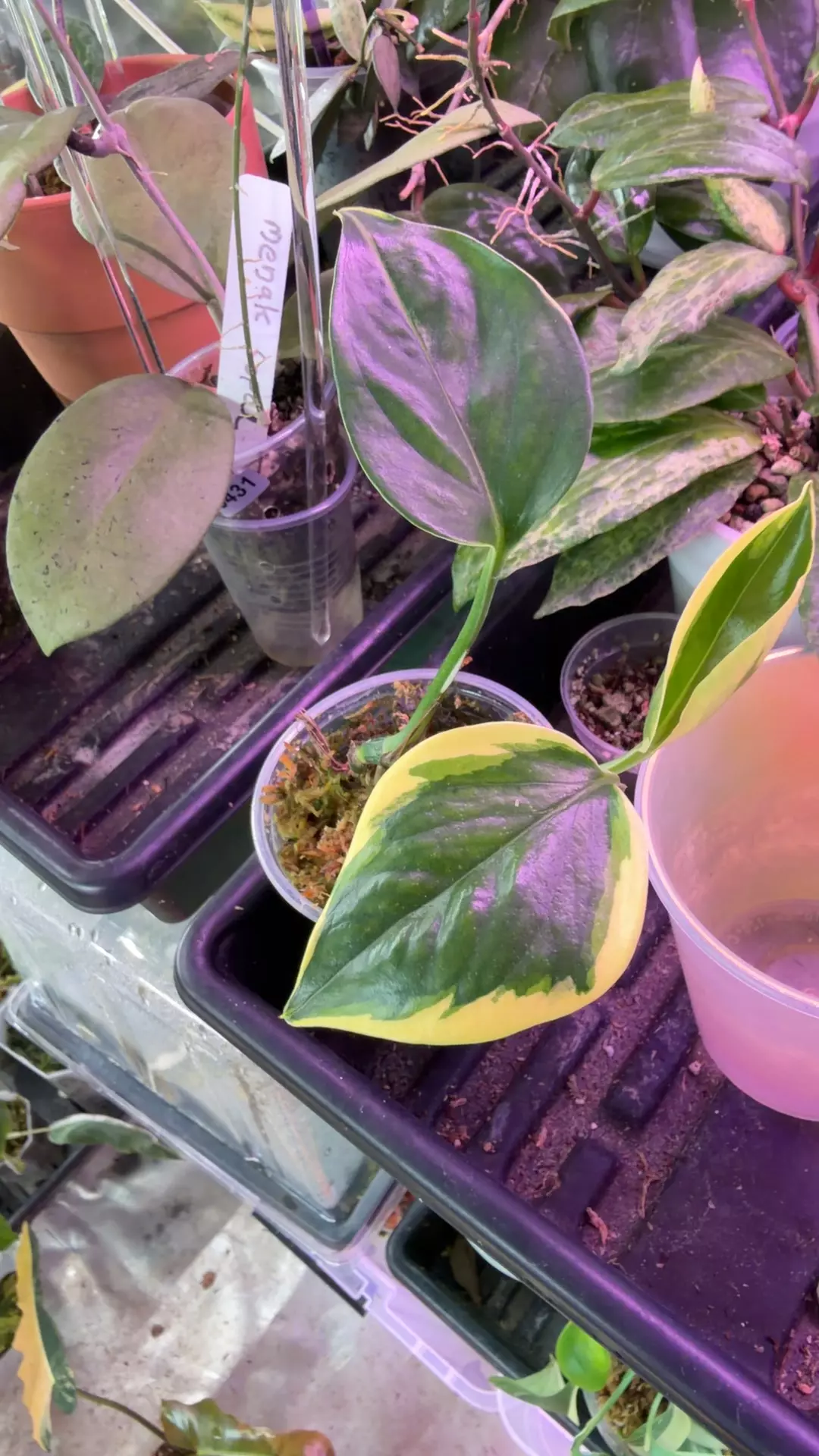 poison pothos thumbnail
