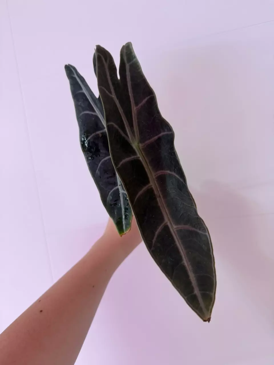0641 Longi Purple *MAMA PLANT thumbnail