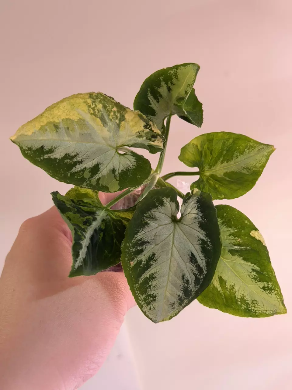 0635 Syngonium Scrambled Egg thumbnail