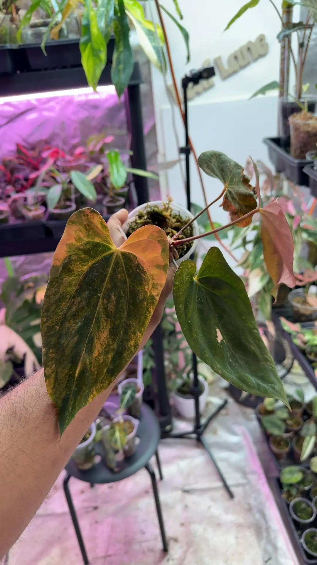 anthurium papi*ralph Lynam va thumbnail