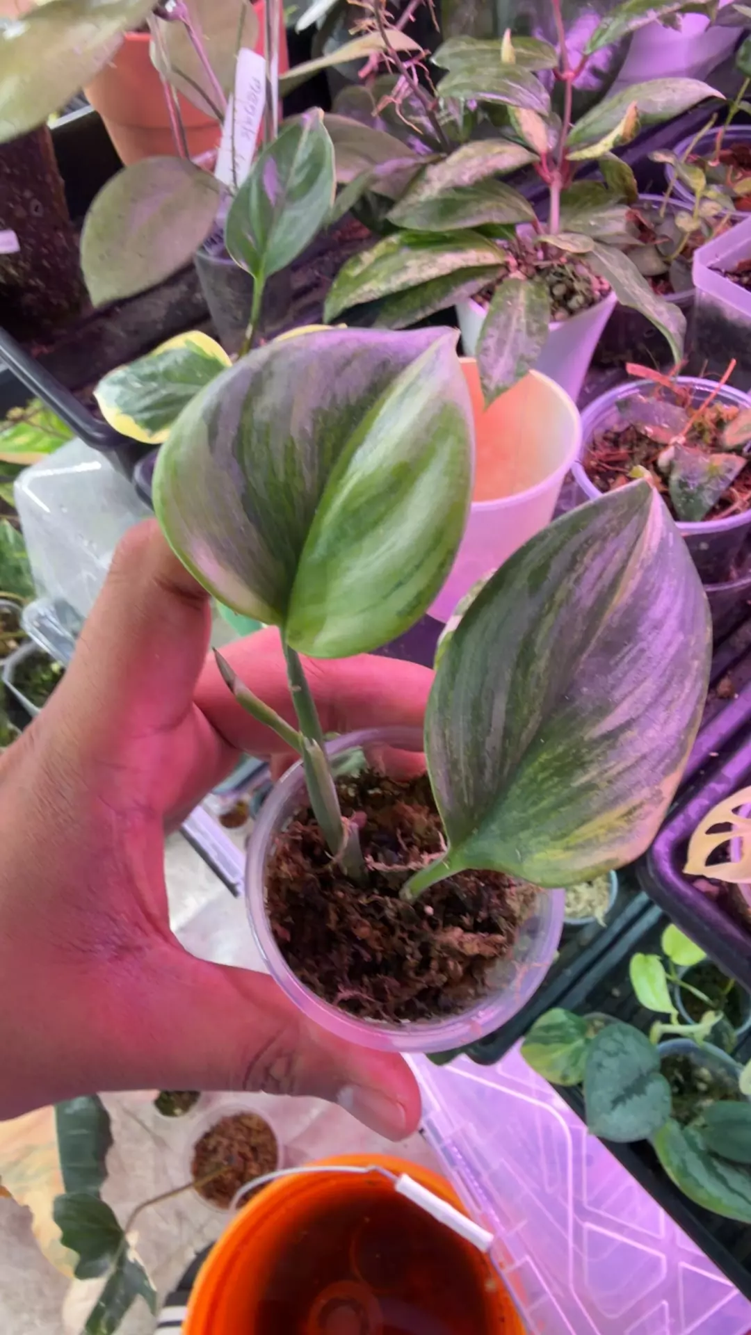 Scindapsus rubicon aurea thumbnail