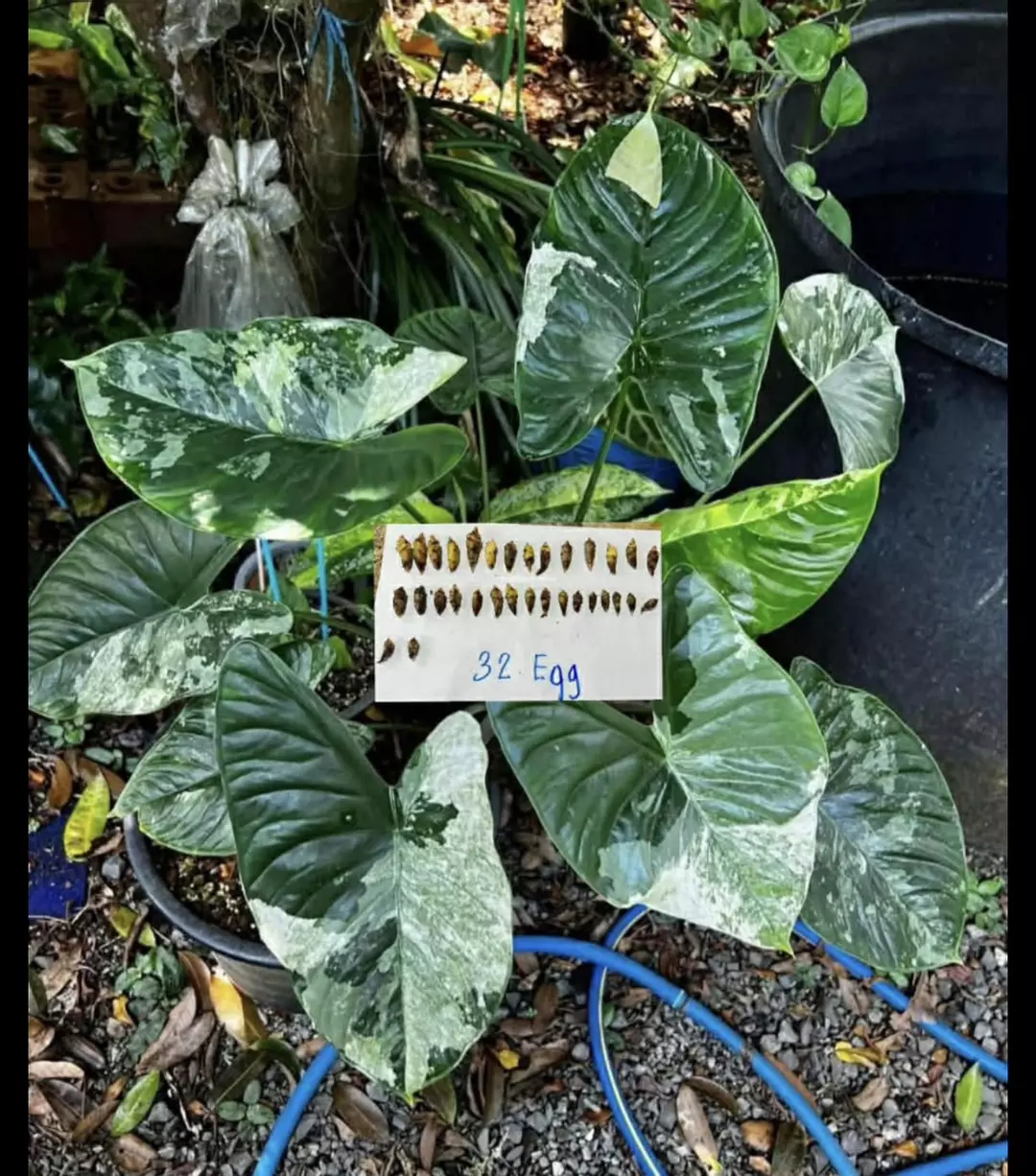 Fornicata Albo/Mint *CORM thumbnail