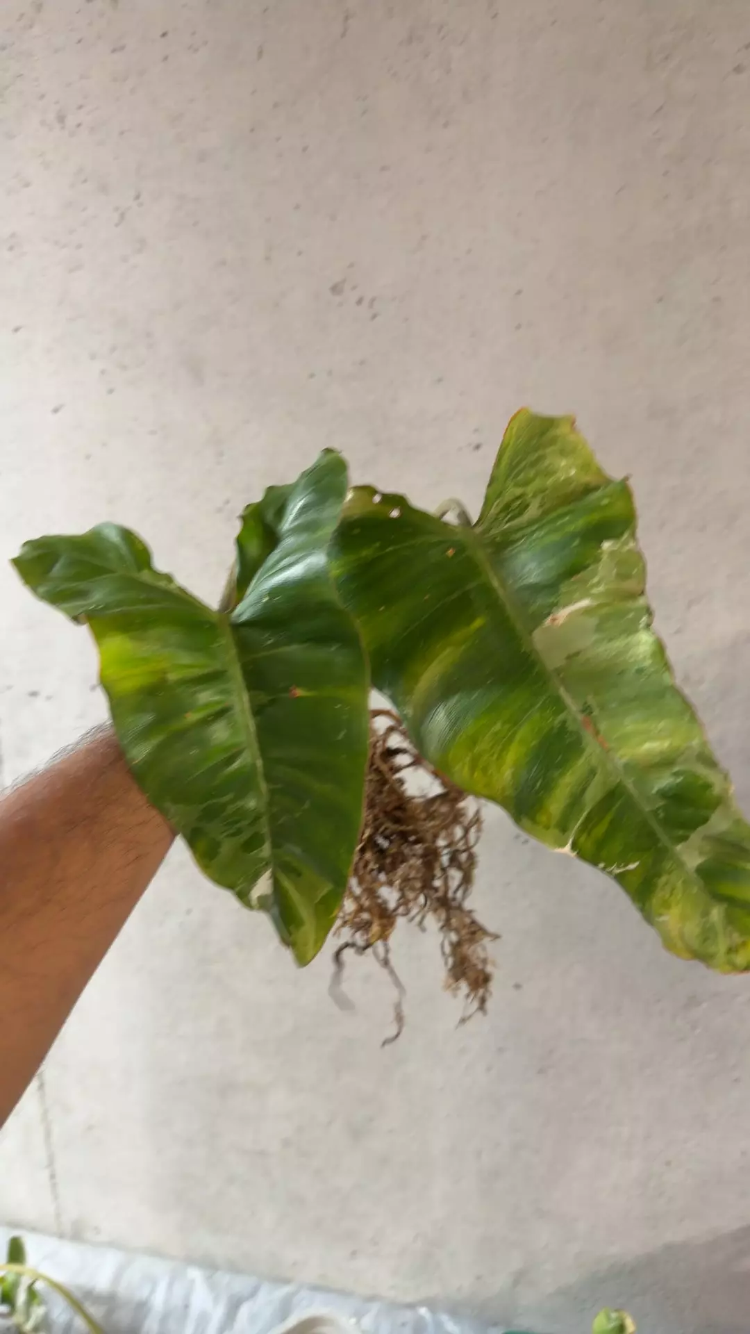 Philodendron Paraiso Verde albo rooted fresh cut butt thumbnail