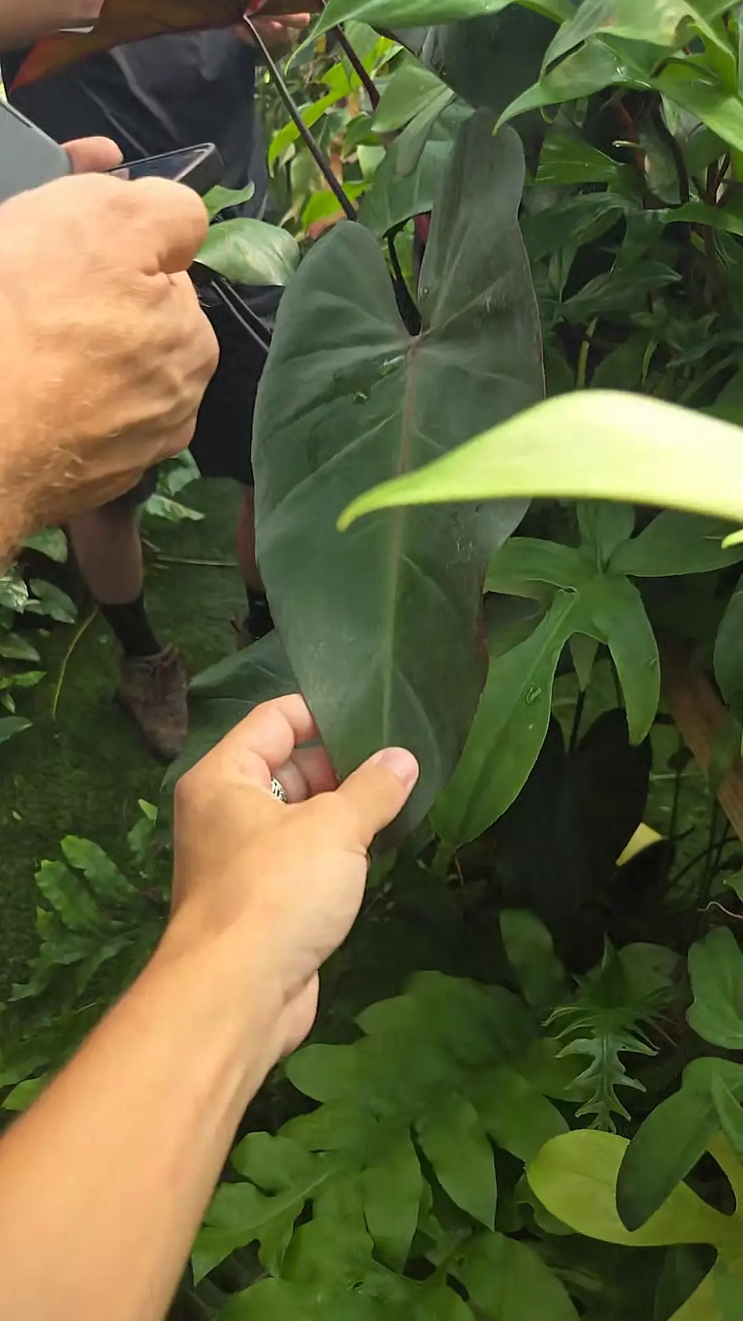 b27 smaller pedatum thumbnail
