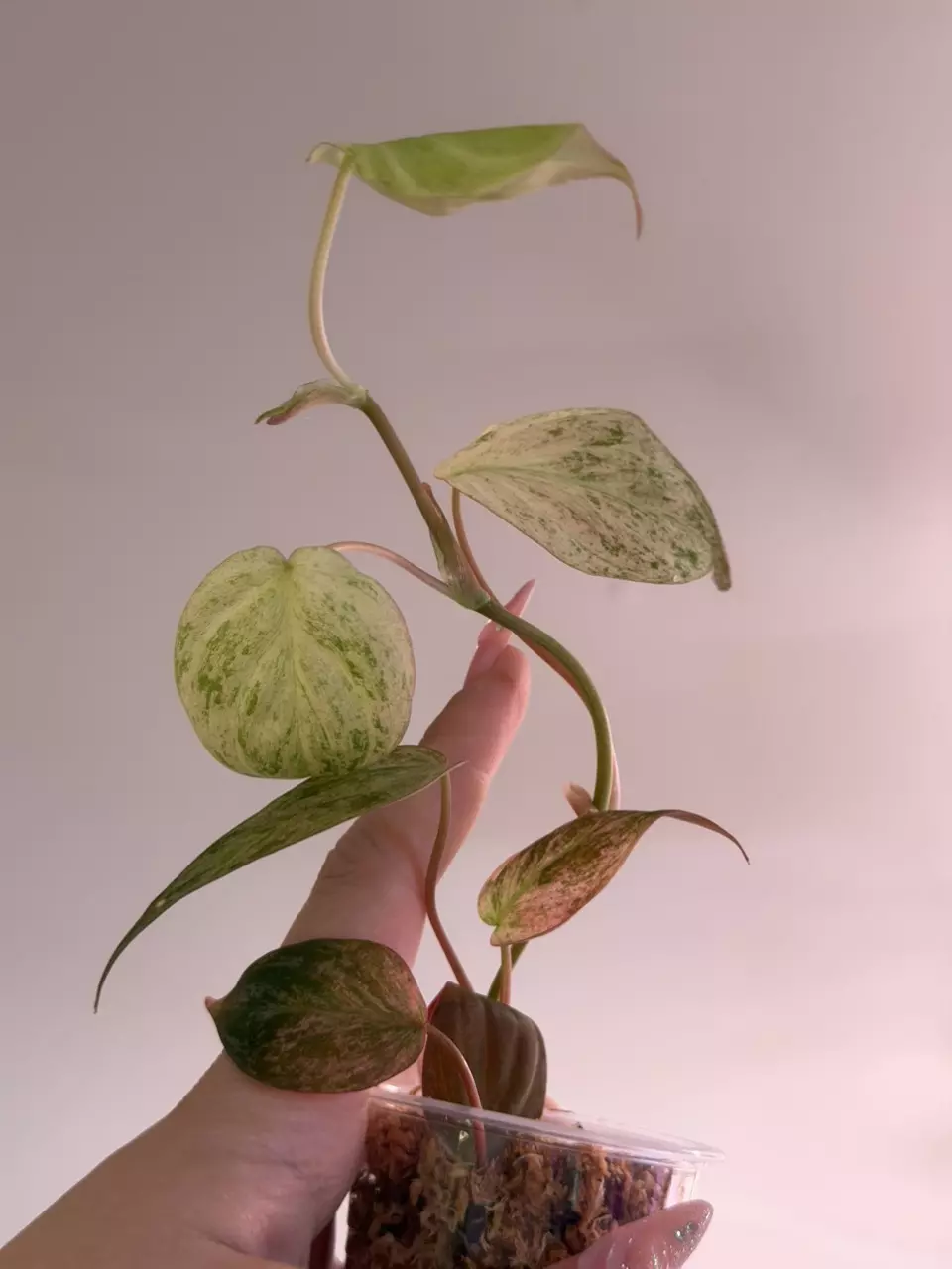 0640 Pink Mint Micans thumbnail
