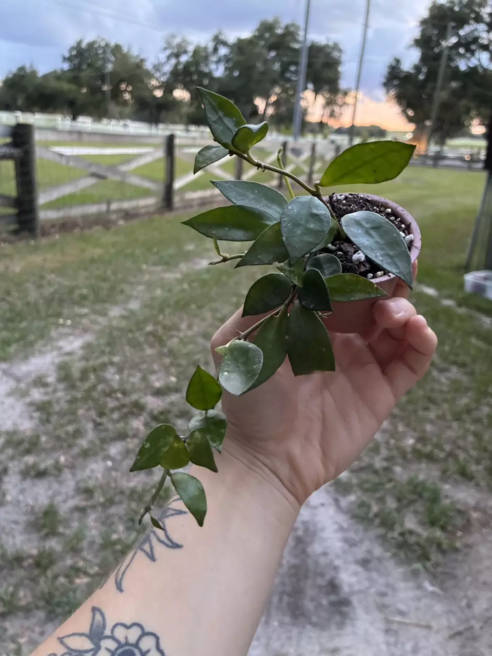 Hoya Lacunosa Silver Splash thumbnail