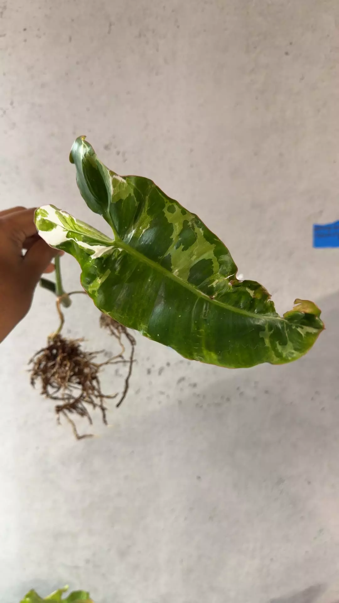 Philodendron Paraiso Verde albo rooted fresh cut thumbnail
