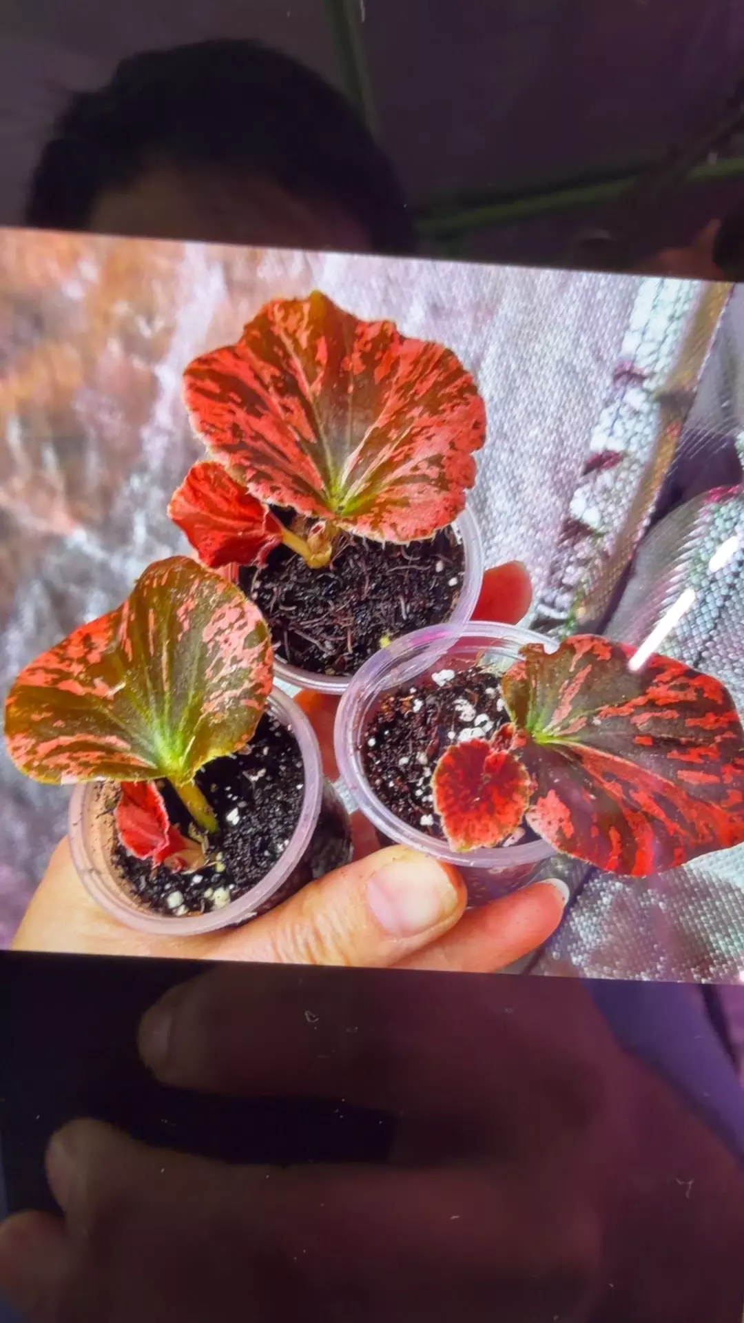 Begonia semperflorens sp pink var thumbnail