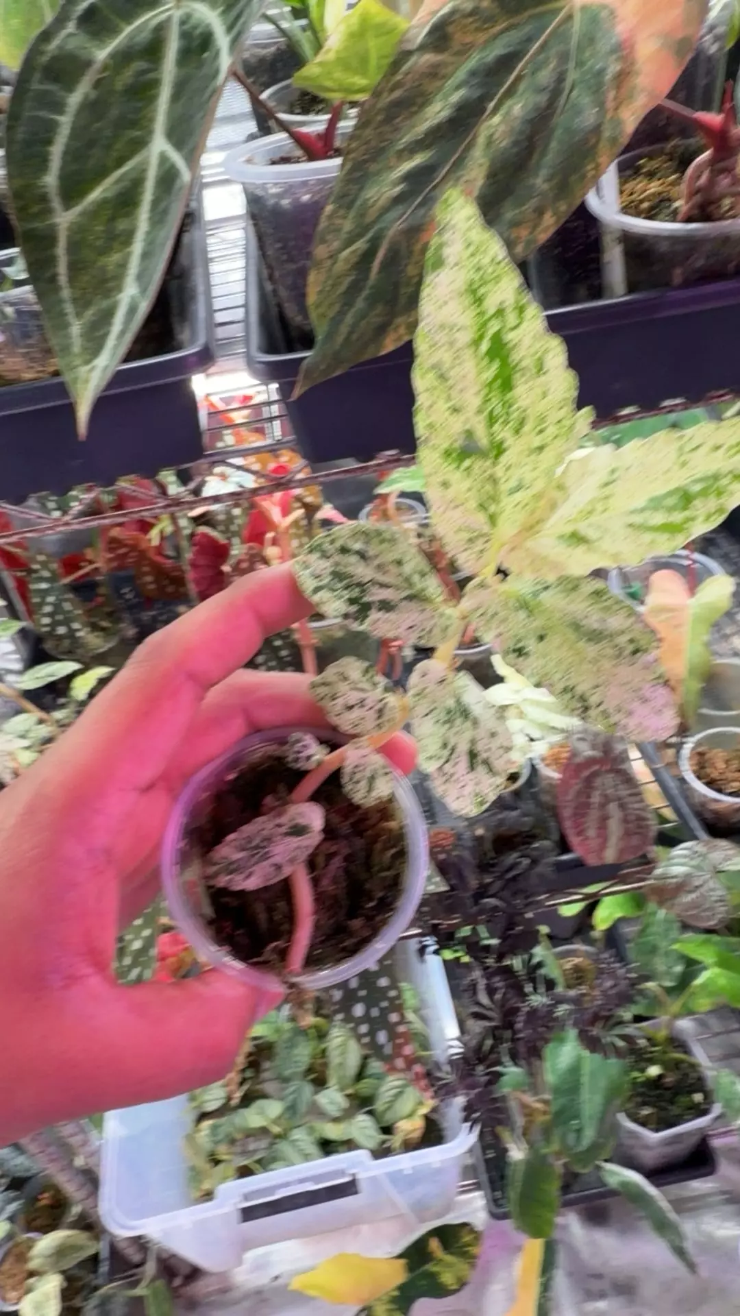 begonia peppermint thumbnail