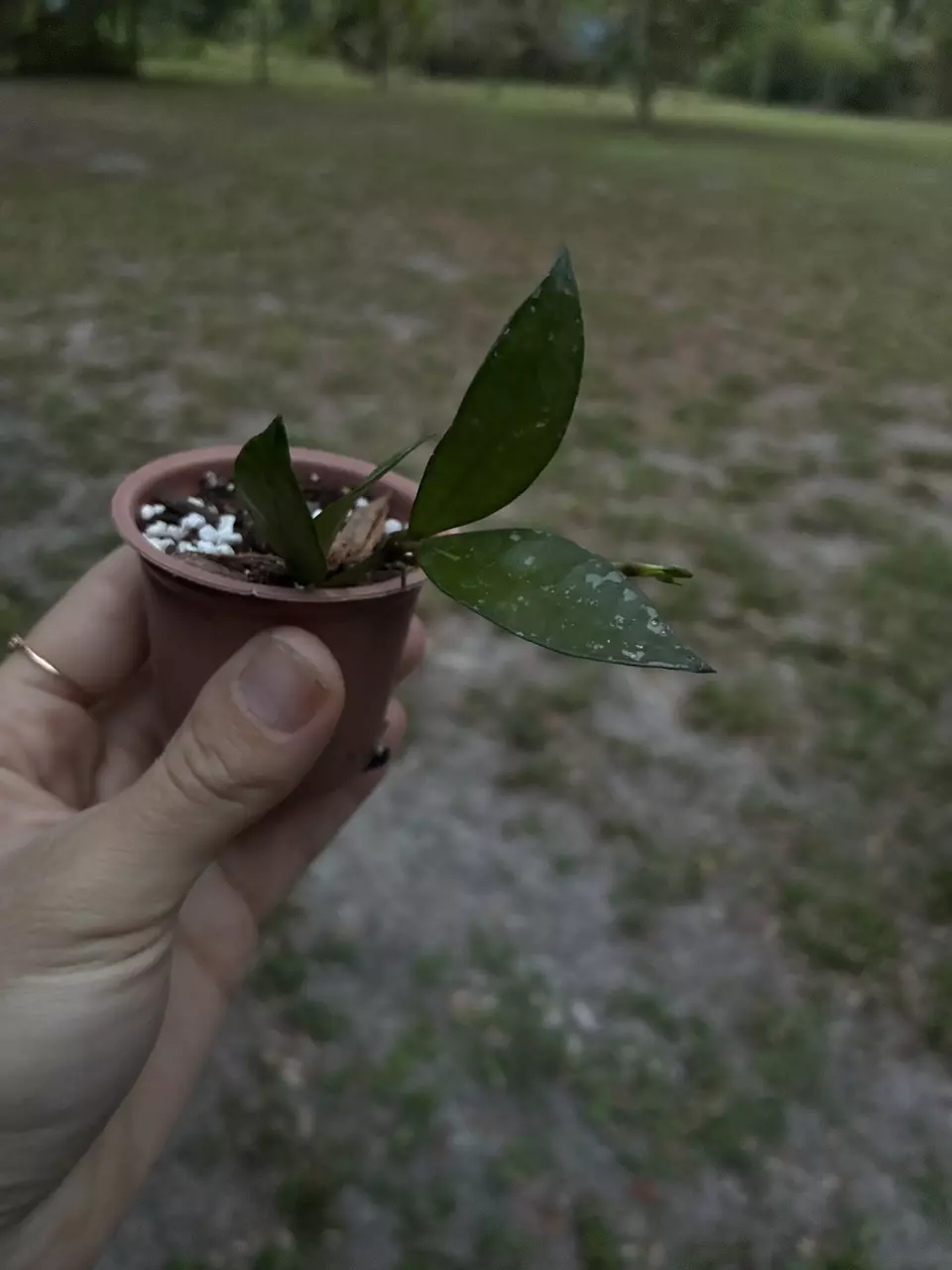 Hoya Lacunosa Silver Splash thumbnail