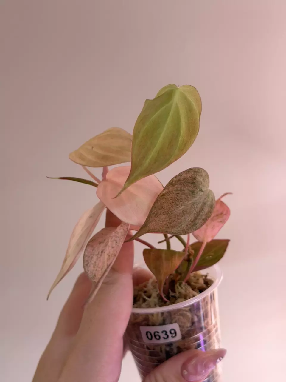 0639 Micans Pink Mint *2 IN 1 thumbnail