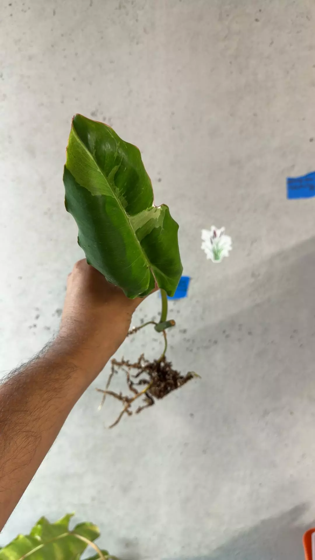 Philodendron Paraiso Verde albo rooted fresh cut thumbnail