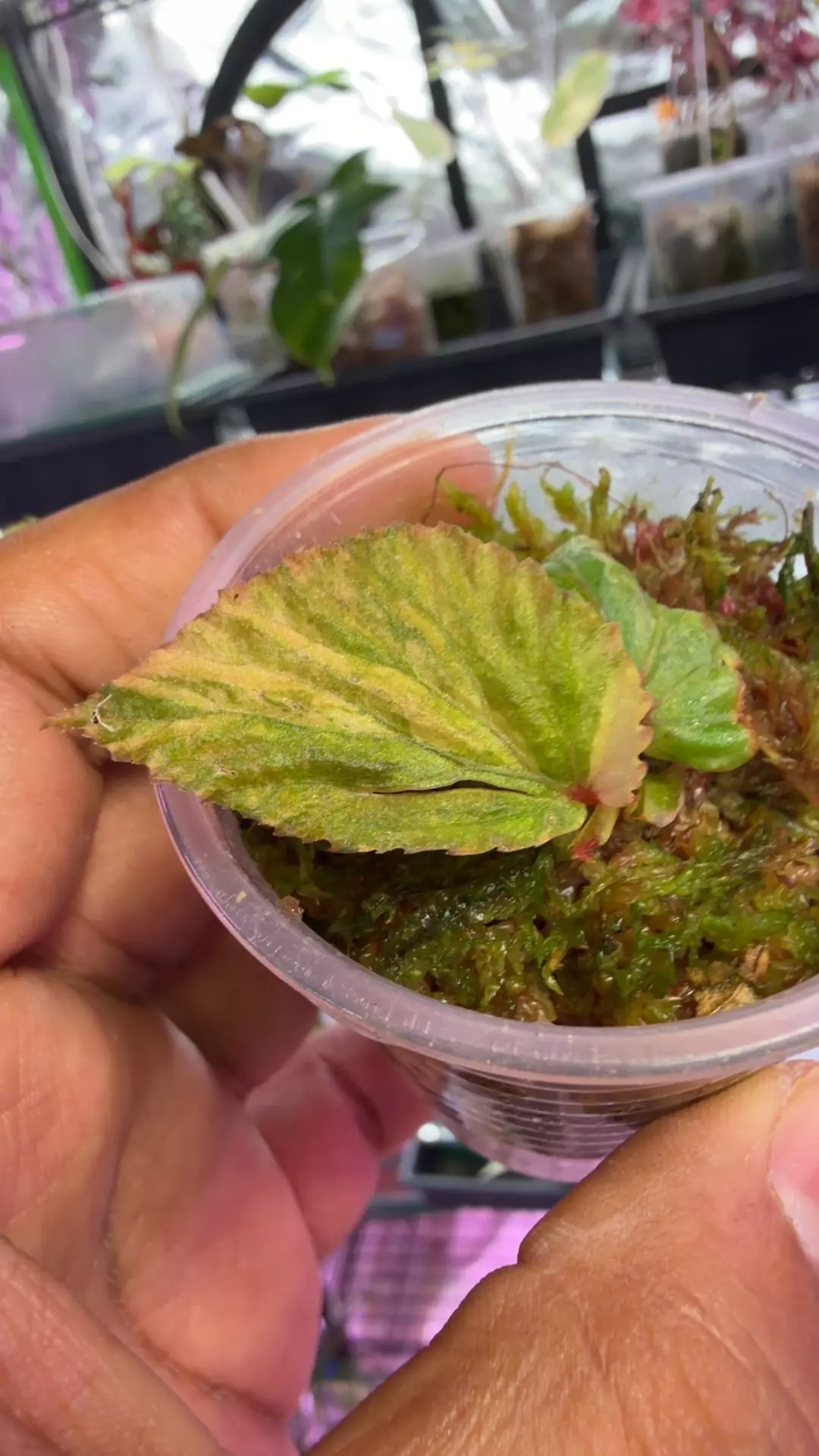 begonia sp Borneo pink var angle wing thumbnail