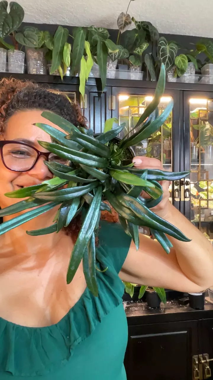 BLUE OIL FERN 4” thumbnail