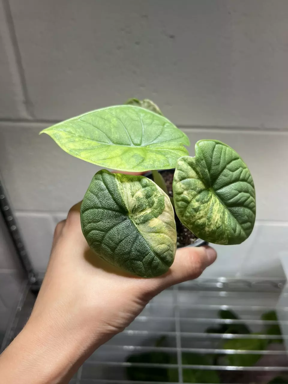 Alocasia Melo Aurea 3” Exact thumbnail