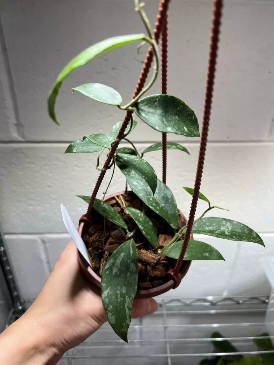 Hoya Phuwuaensis Splash 4” Grower’s Choice thumbnail