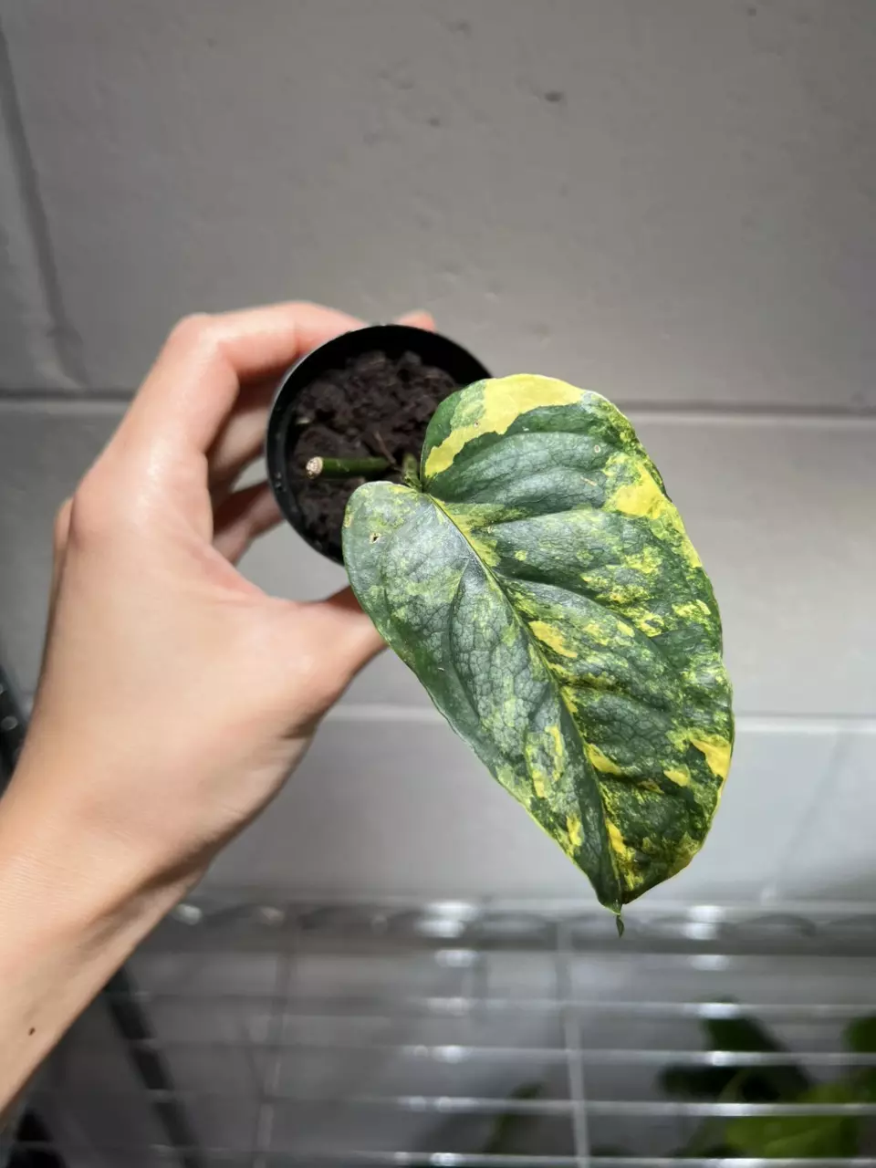 Monstera Siltepecana Variegated A thumbnail