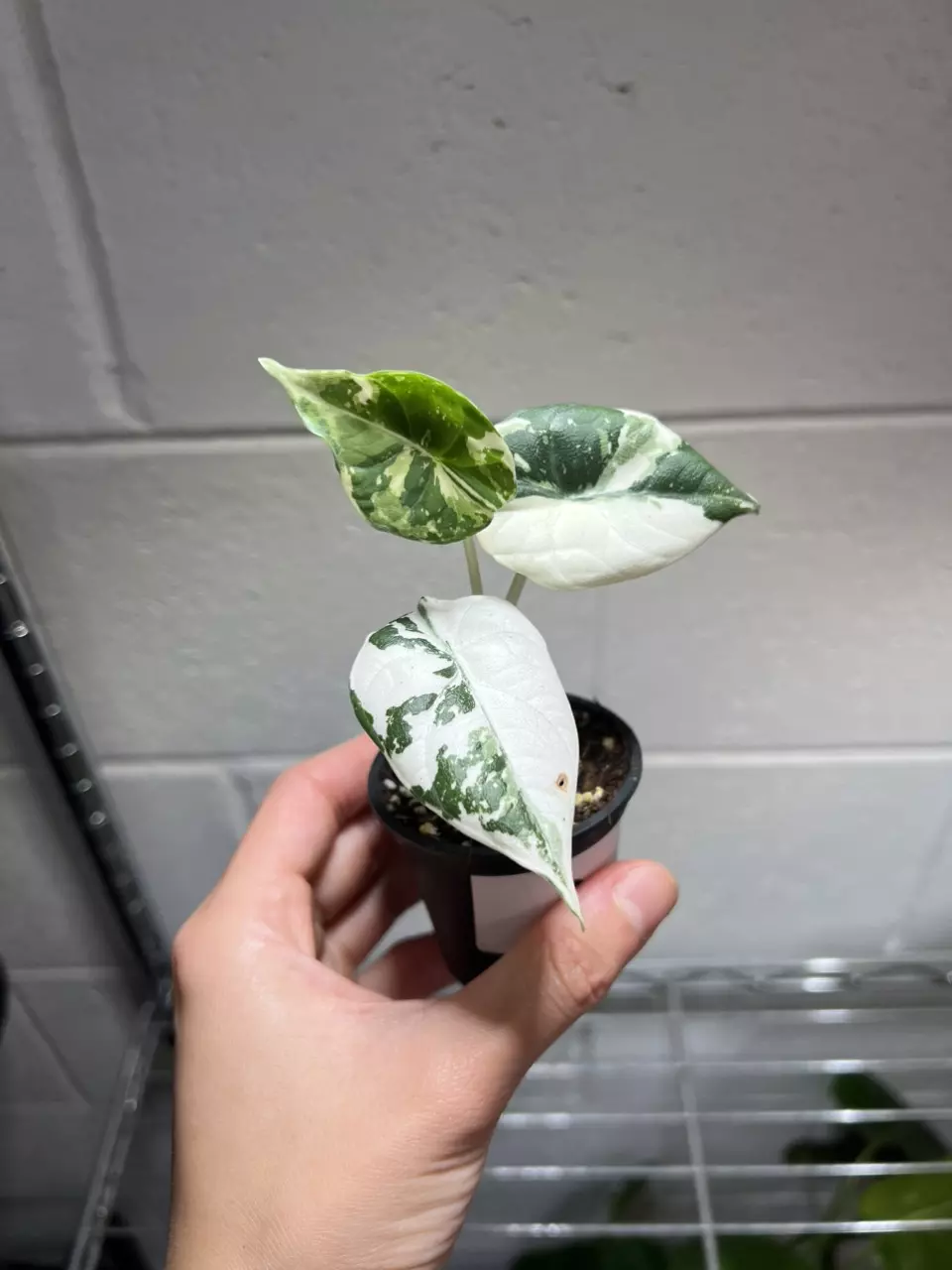 Alocasia Maharani Albo A thumbnail