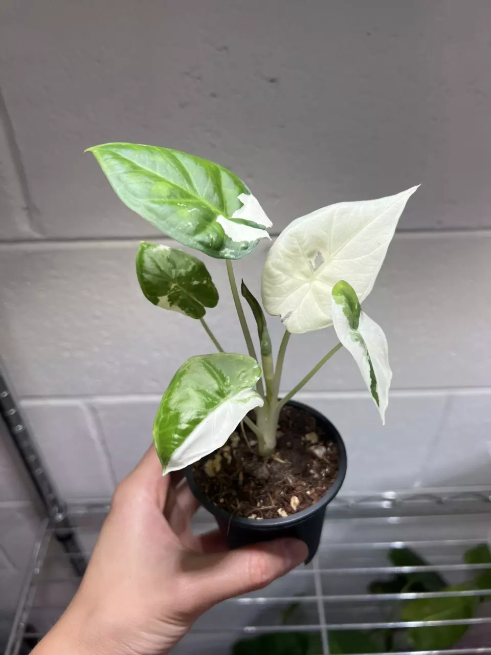 Alocasia Regal Shield Albo 3” Exact thumbnail