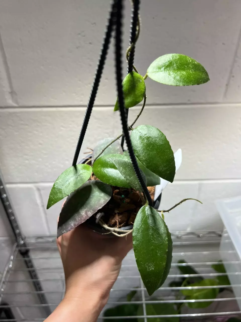 Hoya Caudata 4” Grower’s Choice thumbnail