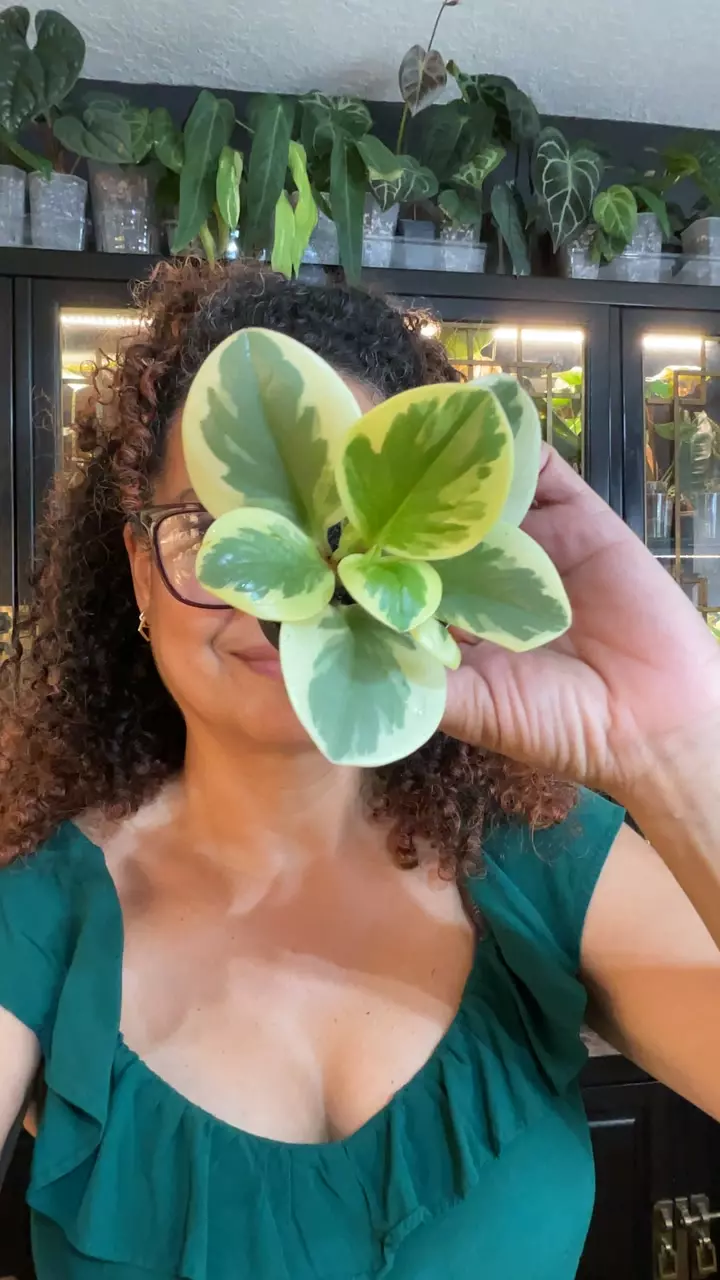 VAR PEPEROMIA thumbnail
