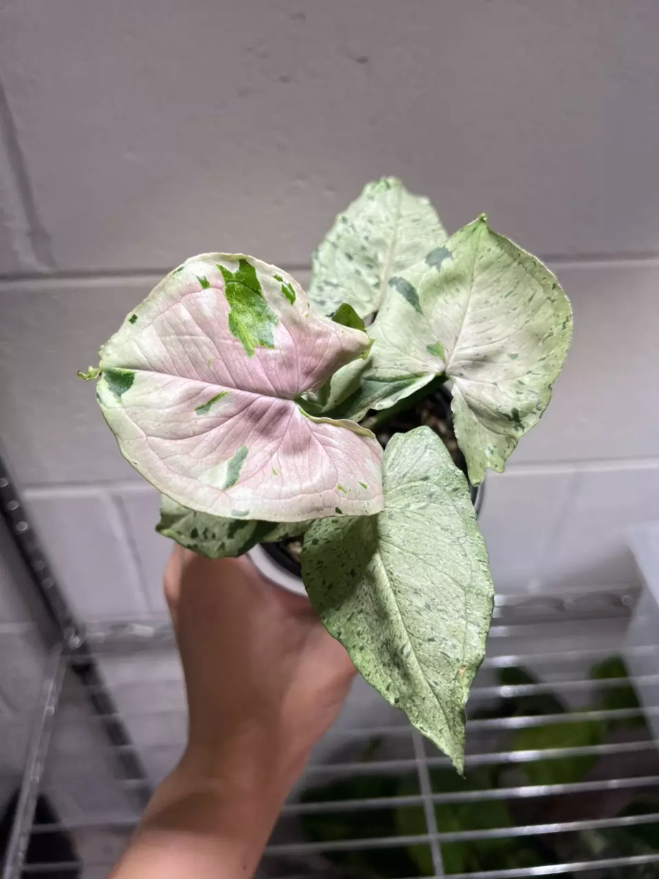 Syngonium Green Splash 4” Exact thumbnail