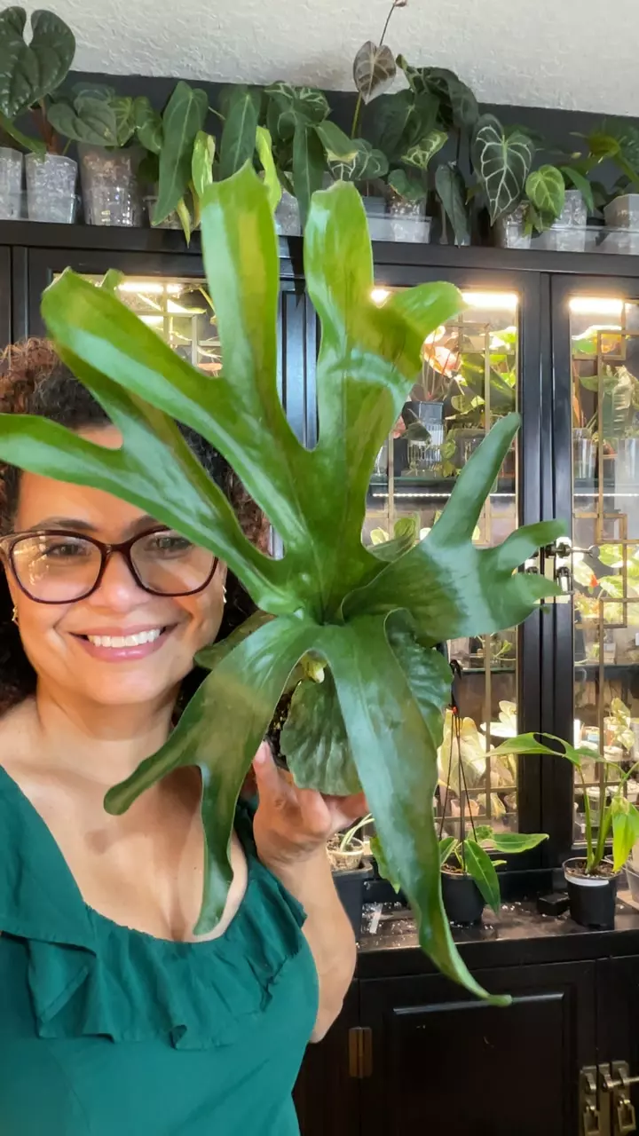 STAGHORN FERN XL thumbnail