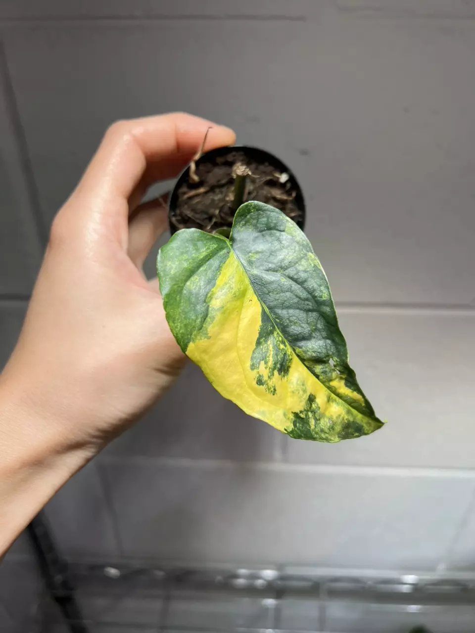 Monstera Siltepecana Variegated B thumbnail