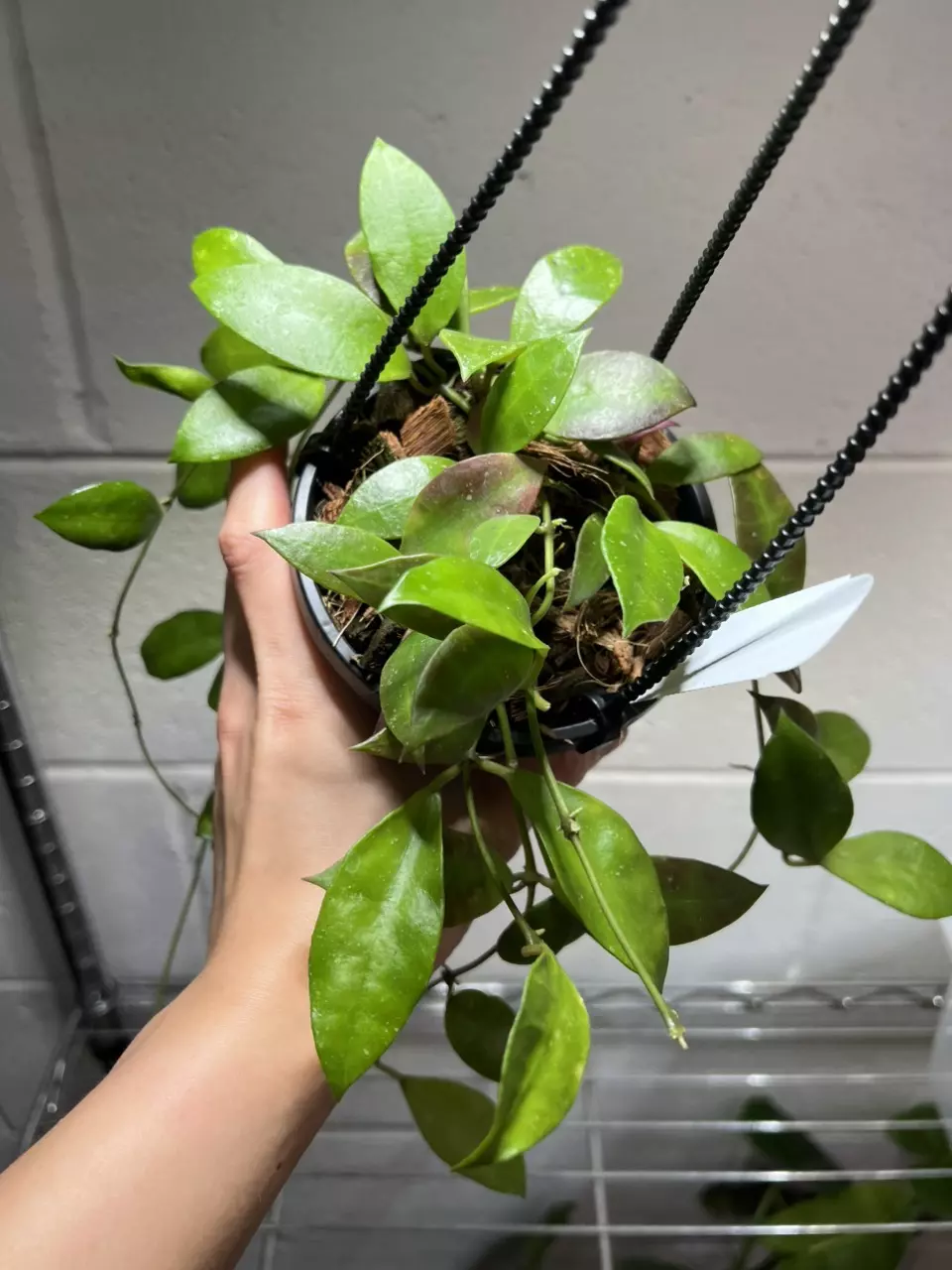 Hoya Walliana 4” Grower’s Choice thumbnail