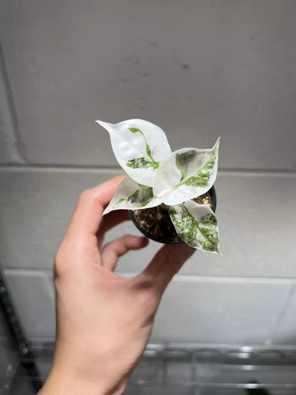 Alocasia Cuprea Marble Pink A thumbnail