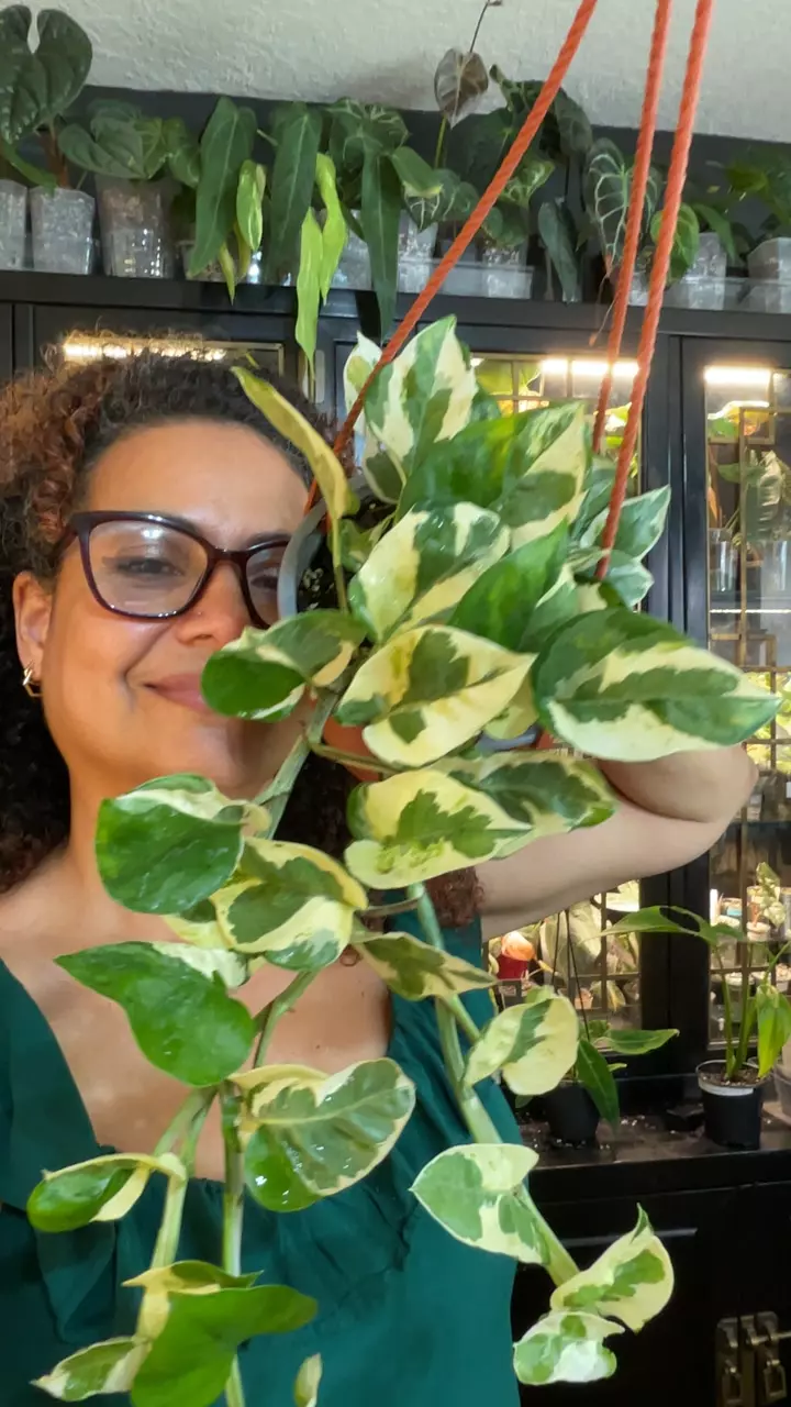 POTHOS Joy thumbnail