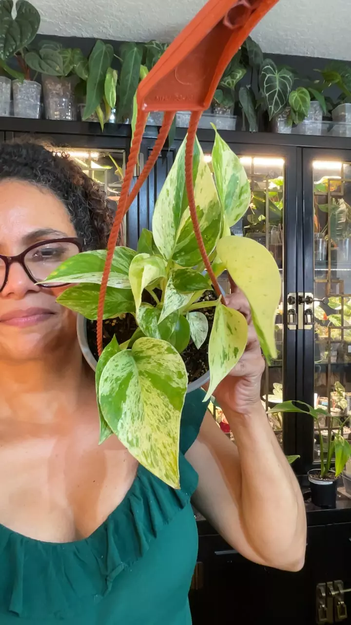 EPI MARBLE QUEEN thumbnail