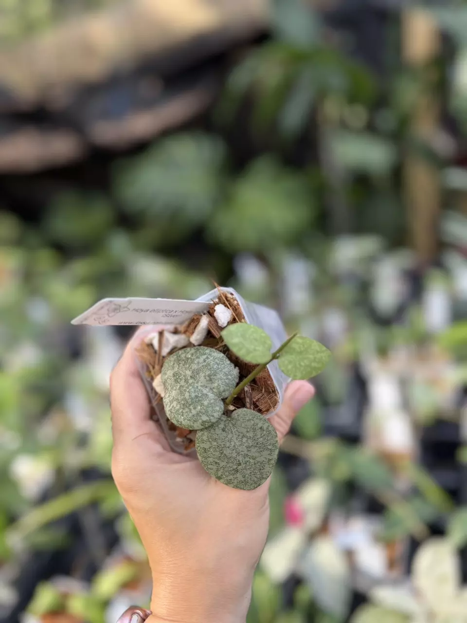 Hoya elliptica x Hoya imbricata (Silver) thumbnail