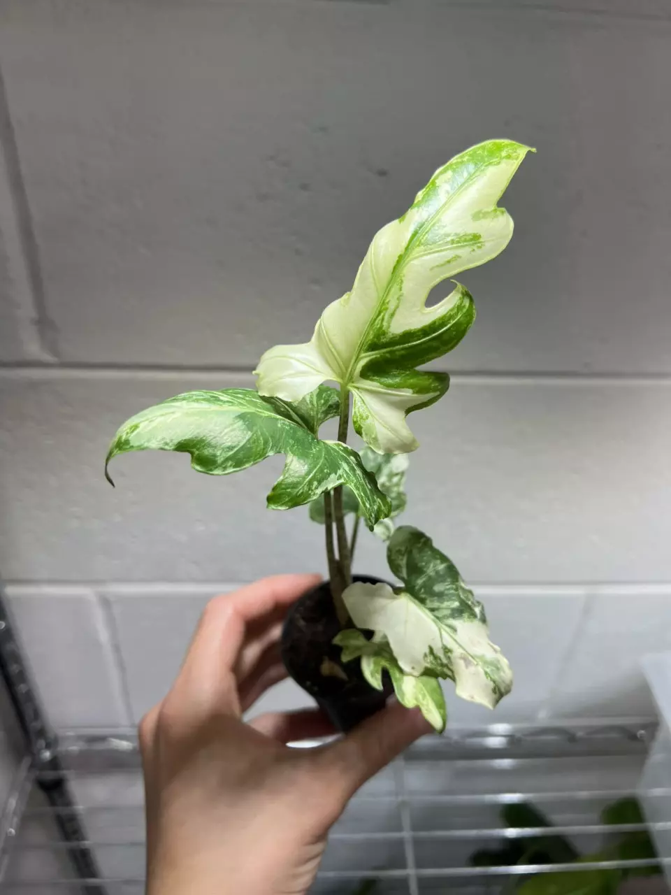 Alocasia Brancifolia Albo A thumbnail