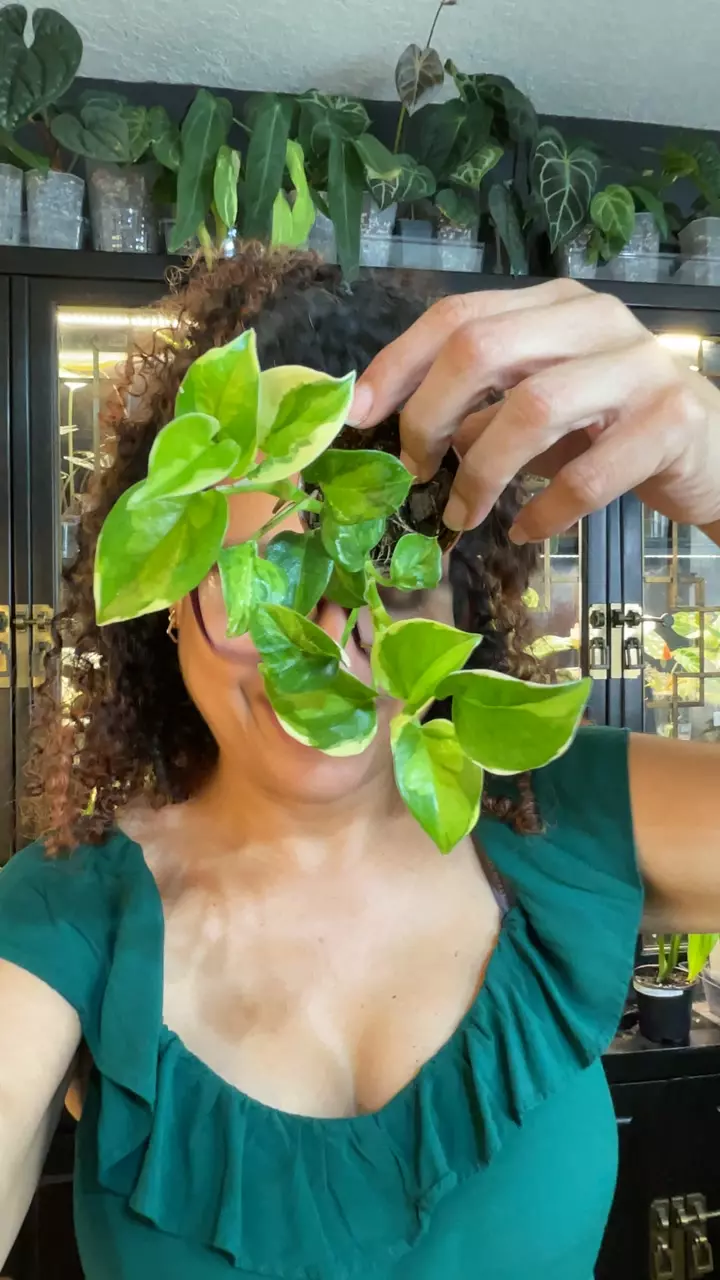 POTHOS MANJULA thumbnail