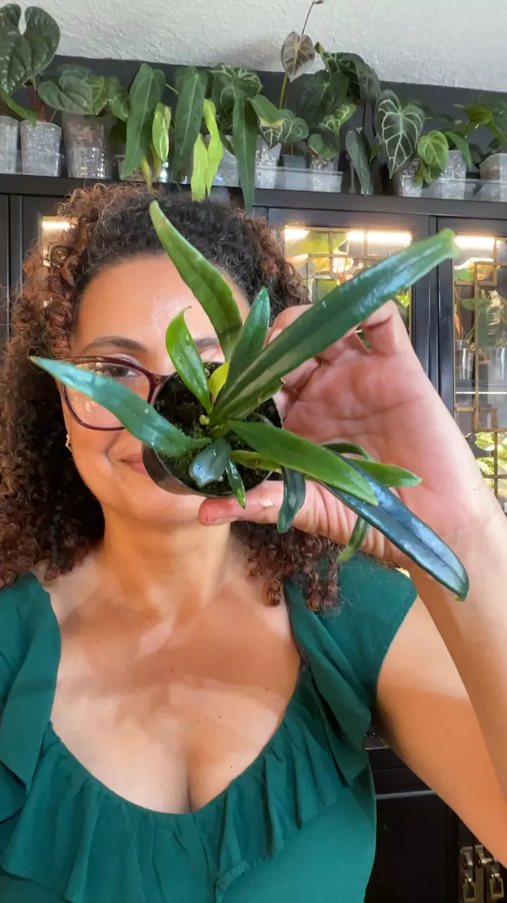 BLUE OIL FERN 2" thumbnail